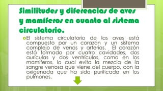 Similitudes y diferencias de aves
y mamíferos en cuanto al sistema
circulatorio.
El sistema circulatorio de las aves está
compuesto por un corazón y un sistema
complejo de venas y arterias. El corazón
está formado por cuatro cavidades, dos
aurículas y dos ventrículos, como en los
mamíferos, lo cual evita la mezcla de la
sangre venosa que viene del cuerpo, con la
oxigenada que ha sido purificada en los
pulmones.
 