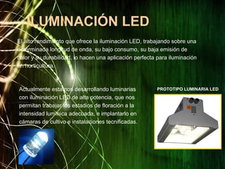 ILUMINACIÓN LED
El alto rendimiento que ofrece la iluminación LED, trabajando sobre una
determinada longitud de onda, su bajo consumo, su baja emisión de
calor y su durabilidad, lo hacen una aplicación perfecta para iluminación
en horticultura.
PROTOTIPO LUMINARIA LEDActualmente estamos desarrollando luminarias
con iluminación LED de alta potencia, que nos
permitan trabajar los estadios de floración a la
intensidad lumínica adecuada, e implantarlo en
cámaras de cultivo e instalaciones tecnificadas.
 