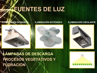 FUENTES DE LUZ
ILUMINACIÓN INTENSIVA ILUMINACIÓN EXTENSIVA ILUMINACIÓN OSCILANTE
LÁMPARAS DE DESCARGA
PROCESOS VEGETATIVOS Y
FLORACIÓN
 