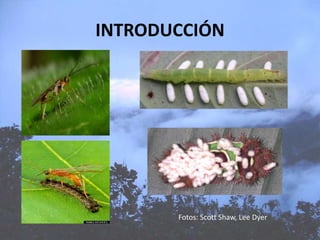 Distribución de Rogadinae (Hymenoptera: Braconidae) en una gradiente altitudinal en los Andes del sur del Perú