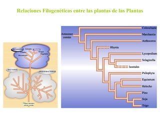 Relaciones Filogenéticas entre las plantas de las Plantas
 