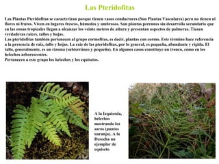Las Plantas Pteridofitas se caracterizan porque tienen vasos conductores (Son Plantas Vasculares) pero no tienen ni
flores...