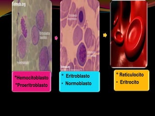 °Hemocitoblasto
°Proeritroblasto
° Eritroblasto
• Normoblasto
° Reticulocito
• Eritrocito
 