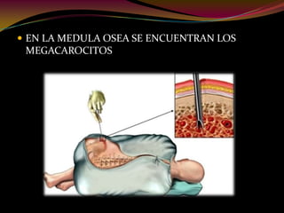  EN LA MEDULA OSEA SE ENCUENTRAN LOS
MEGACAROCITOS
 