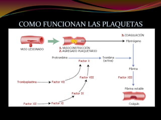 COMO FUNCIONAN LAS PLAQUETAS
 
