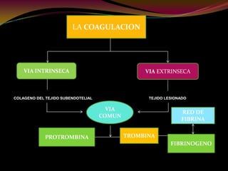COLAGENO DEL TEJIDO SUBENDOTELIAL TEJIDO LESIONADO
LA COAGULACION
VIA INTRINSECA VIA EXTRINSECA
VIA
COMUN
PROTROMBINA TROMBINA
RED DE
FIBRINA
FIBRINOGENO
 