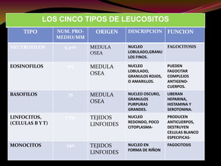LOS CINCO TIPOS DE LEUCOSITOS
TIPO NUM. PRO-
MEDIO/MM
ORIGEN DESCRIPCION FUNCION
NEUTROFILOS 5 400 MEDULA
OSEA
NUCLEO
LOBULADO,GRANU
LOS FINOS.
FAGOCITOSIS
EOSINOFILOS 275 MEDULA
OSEA
NUCLEO
LOBULADO,
GRANULOS ROJOS,
O AMARILLOS.
PUEDEN
FAGOCITAR
COMPLEJOS
ANTIGENO-
CUERPOS.
BASOFILOS 35 MEDULA
OSEA
NUCLEO OSCURO,
GRANULOS
PURPURAS
GRANDES.
LIBERAN
HEPARINA,
HISTAMINA Y
SEROTONINA.
LINFOCITOS,
(CELULAS B Y T)
2 750 TEJIDOS
LINFOIDES
NUCLEO
REDONDO, POCO
CITOPLASMA-
PRODUCEN
ANTICUERPOS,
DESTRUYEN
CELULAS BLANCO
ESPECIFICAS-
MONOCITOS 540 TEJIDOS
LINFOIDES
NUCLEO EN
FORMA DE RIÑON
FAGOCITOSIS
 