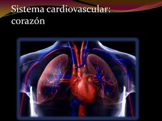 Sistema cardiovascular:
corazón
 
