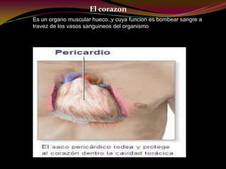 El corazon
Es un organo muscular hueco.,y cuya funcion es bombear sangre a
travez de los vasos sanguineos del organismo
 