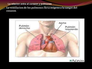 La relacion entre el corazon y pulmones
La ventilacion de los pulmones lleva oxigeno a la sangre del
corazon.
 