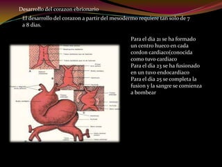 Desarrollo del corazon ebrionario
El desarrollo del corazon a partir del mesodermo requiere tan solo de 7
a 8 dias.
Para el dia 21 se ha formado
un centro hueco en cada
cordon cardiaco(conocida
como tuvo cardiaco
Para el dia 23 se ha fusionado
en un tuvo endocardiaco
Para el dia 25 se completa la
fusion y la sangre se comienza
a bombear
 