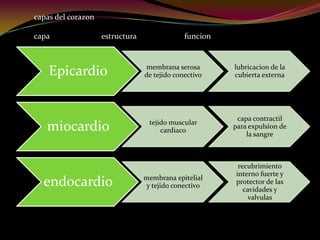 Epicardio membrana serosa
de tejido conectivo
lubricacion de la
cubierta externa
miocardio tejido muscular
cardiaco
capa contractil
para expulsion de
la sangre
endocardio membrana epitelial
y tejido conectivo
recubrimiento
interno fuerte y
protector de las
cavidades y
valvulas
capas del corazon
capa estructura funcion
 