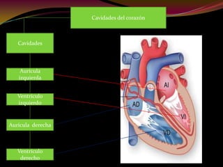 Cavidades del corazón
Cavidades
Aurícula
izquierda
Ventrículo
derecho
Aurícula derecha
Ventrículo
izquierdo
 