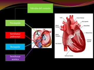 Válvulas del corazón
Tricúspide
Semilunar
pulmonar
Bicúspide
Semilunar
aortica
 