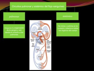 Circuitos pulmonar y sistémico del flujo sanguíneo
pulmonar sistémico
Aseguran la oxigenación
de la sangre y van
desde el corazón a los
pulmones
Se inicia y culmina en le
corazón y abarca a todos
los órganos del cuerpo
 