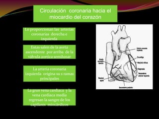 Circulación coronaria hacia el
miocardio del corazón
Lo proporcionan las arterias
coronarias derecha e
izquierda
Estas salen de la aorta
ascendente por arriba de la
válvula aortica semilunar
La arteria coronaria
izquierda origina su s ramas
principales
La gran vena cardiaca y la
vena cardiaca media
regresan la sangre de los
capilares miocárdicos
 
