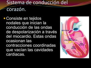 Sistema de conducción del
corazón.
Consiste en tejidos
nodales que inician la
conducción de las ondas
de despolarización a través
del miocardio. Estas ondas
ocasionan las
contracciones coordinadas
que vacían las cavidades
cardiacas.
 