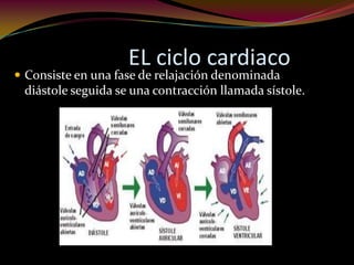EL ciclo cardiaco
 Consiste en una fase de relajación denominada
diástole seguida se una contracción llamada sístole.
 