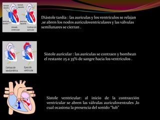 Diástole tardía : las aurículas y los ventrículos se relajan
,se abren los nodos auriculoventriculares y las válvulas
semilunares se cierran .
Sístole auricular : las aurículas se contraen y bombean
el restante 25 a 35% de sangre hacia los ventrículos .
Sístole ventricular: al inicio de la contracción
ventricular se abren las válvulas auriculoventrales ,lo
cual ocasiona la presencia del sonido “lub”
 
