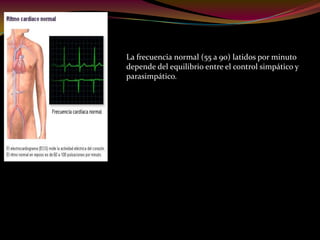 La frecuencia normal (55 a 90) latidos por minuto
depende del equilibrio entre el control simpático y
parasimpático.
 