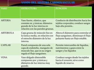 VASOS DEL SISTEMA CARDIOVASCULAR
VASO ESTRUCTURA FUNCIÓN
ARTERIA Vaso fuerte, elástico, que
consiste en 3 túnicas; diámetro
grande de la luz interna en
relación con las paredes gruesas.
Conducto de distribución hacia los
tejidos corporales; conduce sangre
bajo alta presión..
ARTERIOLA Capa gruesa de músculo liso en
la túnica media, en relación con
el estrecho diámetro de la luz
interna.
Altera el diámetro para controlar el
flujo sanguíneo, disminuye el flujo
pulsante hasta un flujo estable.
CAPILAR Pared compuesta de una sola
capa de endotelio, manguito de
musculo liso, que es su origen
regula el flujo sanguíneo.
Permite intercambio de líquidos,
nutrimentos y gases entre la
sangre y los líquidos
VENA Vaso delgado distensible
compuesto por 3 túnicas y
diámetro de luz interna muy
grande.
Conduce sangre desde los tejidos
hacia el corazón; sirve como
líquido de reserva.
 