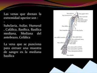 Las venas que drenan la
extremidad uperior son :
-
Subclavia, Axilar, Humeral
, Cafálica, Basílica, Basílica
mediana, Mediana del
antebrazo, Cefálica
La vena que se punciona
para extraer una muestra
de sangre es la mediana
basílica
 