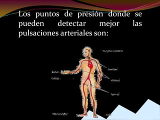 Los puntos de presión donde se
pueden detectar mejor las
pulsaciones arteriales son:
 