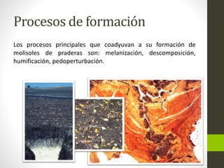 Procesos de formación 
Los procesos principales que coadyuvan a su formación de 
molisoles de praderas son: melanización, descomposición, 
humificación, pedoperturbación. 
 