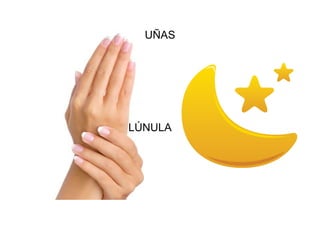 UÑAS
LÚNULA