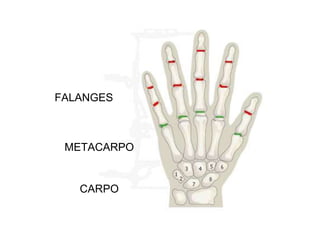 FALANGES
METACARPO
CARPO