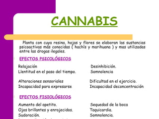 CANNABIS
Planta con cuya resina, hojas y flores se elaboran las sustancias
psicoactivas más conocidas ( hachís y marihuana ) y mas utilizadas
entre las drogas ilegales.
 EFECTOS PSICOLÓGICOS
Relajación Desinhibición.
Llentitud en el paso del tiempo. Somnolencia
Alteraciones sensoriales Dificultad en el ejercicio.
Incapacidad para expresarse Incapacidad deconcentración
 
 EFECTOS FISIOLÓGICOS
Aumento del apetito. Sequedad de la boca
Ojos brillantes y enrojecidos. Taquicardia.
Sudoración. Somnolencia.
 