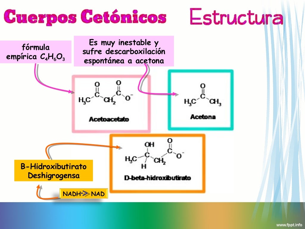 cuerpos cetonicos