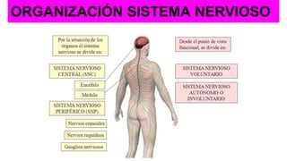 ORGANIZACIÓN SISTEMA NERVIOSO
 