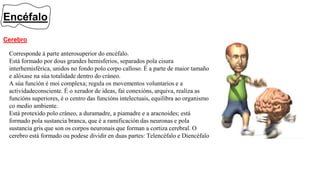 Encéfalo
Cerebro
Corresponde á parte anterosuperior do encéfalo.
Está formado por dous grandes hemisferios, separados pola cisura
interhemisférica, unidos no fondo polo corpo calloso. É a parte de maior tamaño
e alóxase na súa totalidade dentro do cráneo.
A súa función é moi complexa; regula os movementos voluntarios e a
actividadeconsciente. É o xerador de ideas, fai conexións, arquiva, realiza as
funcións superiores, é o centro das funcións intelectuais, equilibra ao organismo
co medio ambiente.
Está protexido polo cráneo, a duramadre, a piamadre e a aracnoides; está
formado pola sustancia branca, que é a ramificación das neuronas e pola
sustancia gris que son os corpos neuronais que forman a cortiza cerebral. O
cerebro está formado ou podese dividir en duas partes: Telencéfalo e Diencéfalo
 