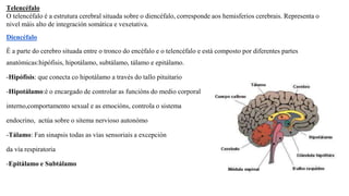 Telencéfalo
O telencéfalo é a estrutura cerebral situada sobre o diencéfalo, corresponde aos hemisferios cerebrais. Representa o
nivel máis alto de integración somática e vexetativa.
Diencéfalo
É a parte do cerebro situada entre o tronco do encéfalo e o telencéfalo e está composto por diferentes partes
anatómicas:hipófisis, hipotálamo, subtálamo, tálamo e epitálamo.
-Hipófisis: que conecta co hipotálamo a través do tallo pituitario
-Hipotálamo:é o encargado de controlar as funcións do medio corporal
interno,comportamento sexual e as emocións, controla o sistema
endocrino, actúa sobre o sitema nervioso autonómo
-Tálamo: Fan sinapsis todas as vías sensoriais a excepción
da vía respiratoria
-Epitálamo e Subtálamo
 