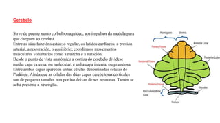 Cerebelo
Sirve de puente xunto co bulbo raquídeo, aos impulsos da medula para
que cheguen ao cerebro.
Entre as súas funcións están: o regular, os latidos cardiacos, a presión
arterial, a respiración, o equilibrio; coordina os movementos
musculares voluntarios como a marcha e a natación.
Desde o punto de vista anatómico a cortiza do cerebelo divídese
nunha capa externa, ou molecular, e unha capa interna, ou granulosa.
Entre ambas capas aparecen unhas células denominadas células de
Purkinje. Aínda que as células das dúas capas cerebelosas corticales
son de pequeno tamaño, non por iso deixan de ser neuronas. Tamén se
acha presente a neuroglia.
 