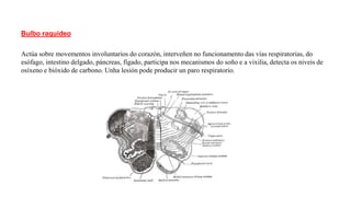Bulbo raquídeo
Actúa sobre movementos involuntarios do corazón, interveñen no funcionamento das vías respiratorias, do
esófago, intestino delgado, páncreas, fígado, participa nos mecanismos do soño e a vixilia, detecta os niveis de
osíxeno e bióxido de carbono. Unha lesión pode producir un paro respiratorio.
 
