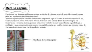 Médula espiñal
É un órgano con forma de cordón, que se atopa no interior da columna vertebral, protexido polas vértebras e
polas tres membranas denominadas meninxes.
A medula espiñal ten dúas funcións fundamentais: en primeiro lugar, é o centro de moitos actos reflexos. As
neuronas sensitivas entran polas raíces dorsales da medula e fan sinapsis dentro da sustancia gris, con
interneuronas e neuronas motoras que saen polas raíces ventrales dos nervios espiñais.En segundo lugar, a
medula é a vía de comunicación entre o corpo e o encéfalo, gracias aos cordóns brancos que permiten o paso de
vías ascendentes sensitivas e vías descendentes motoras.
Conducto da médula espiñal
 