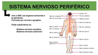 SISTEMA NERVIOSO PERIFÉRICO
-Une o SNC cos órganos sensoriais e
as glándulas.
-Formado por nervios e ganglios.
-Pode subdividirse en:
-Sistema nervioso somático
-Sistema nervioso autónomo
 