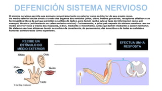 DEFENICIÓN SISTEMA NERVIOSO
O sistema nervioso permite aos animais comunicarse tanto co exterior como co interior do seu propio corpo.
Do medio exterior recibe sinais a través dos órganos dos sentidos (ollos, oídos, botóns gustativos, receptores olfativos e as
terminacións libres da pel que permiten o sentido do tacto), pero tamén recibe outros tipos de información como, por
exemplo, térmica (enfriamiento ou calentamiento relativo). Curiosamente, a principal resposta do sistema nervioso cara ao
medio exterior faise a través dos músculos, é dicir, mediante o movemento. Aínda que tamén mediante a acción hormonal.
No sistema nervioso atópanse tamén os centros da consciencia, do pensamento, das emocións e de todas as calidades
humanas consideradas como superiores.
RECIBE UN
ESTÍMULO DO
MEDIO EXTERIOR
EFECTUA UNHA
RESPOSTA
 