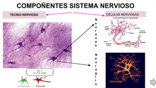 COMPOÑENTES SISTEMA NERVIOSO
TECIDO NERVIOSO CÉLULAS NERVIOSAS
N
e
u
r
o
n
a
s
N
e
u
r
o
g
l
i
a
 
