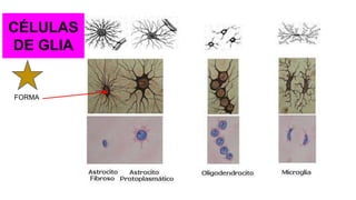 FORMA
CÉLULAS
DE GLIA
 