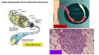 Estas células poden formar diferentes estructuras:
Fibras Nerviosas
Nervios
Ganglios
 