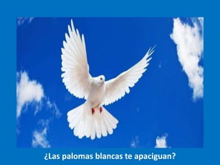 ¿Las palomas blancas te apaciguan?
 