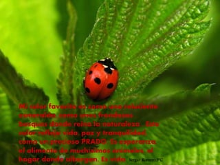 Mi color favorito es como una reluciente
esmeralda, como unos frondosos
bosques donde reina la naturaleza . Este
color refleja vida, paz y tranquilidad,
como un precioso PRADO. Es esperanza,
el alimento de muchísimos animales, el
hogar donde albergan. Es vida. Sergio Romero,3ºC
 