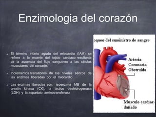 Enzimologia del corazón
El término infarto agudo del miocardio (IAM) se
refiere a la muerte del tejido cardiaco resultante
de la ausencia del flujo sanguíneo a las células
musculares del corazón.
Incrementos transitorios de los niveles séricos de
las enzimas liberadas por el miocardio
Las enzimas liberadas son: isoenzima MB de la
creatin kinasa (CK), la lactico deshidrogenasa
(LDH) y la aspartato aminotransferasa
 