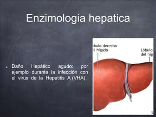 Enzimologia hepatica
Daño Hepático agudo: por
ejemplo durante la infección con
el virus de la Hepatitis A (VHA).
 