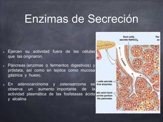 Enzimas de Secreción
Ejercen su actividad fuera de las células
que las originaron.
Páncreas (enzimas o fermentos digestivos) y
próstata, así como en tejidos como mucosa
gástrica y hueso.
En adenocarcinoma y osteosarcoma se
observa un aumento importante de la
actividad plasmática de las fosfatasas ácida
y alcalina
 