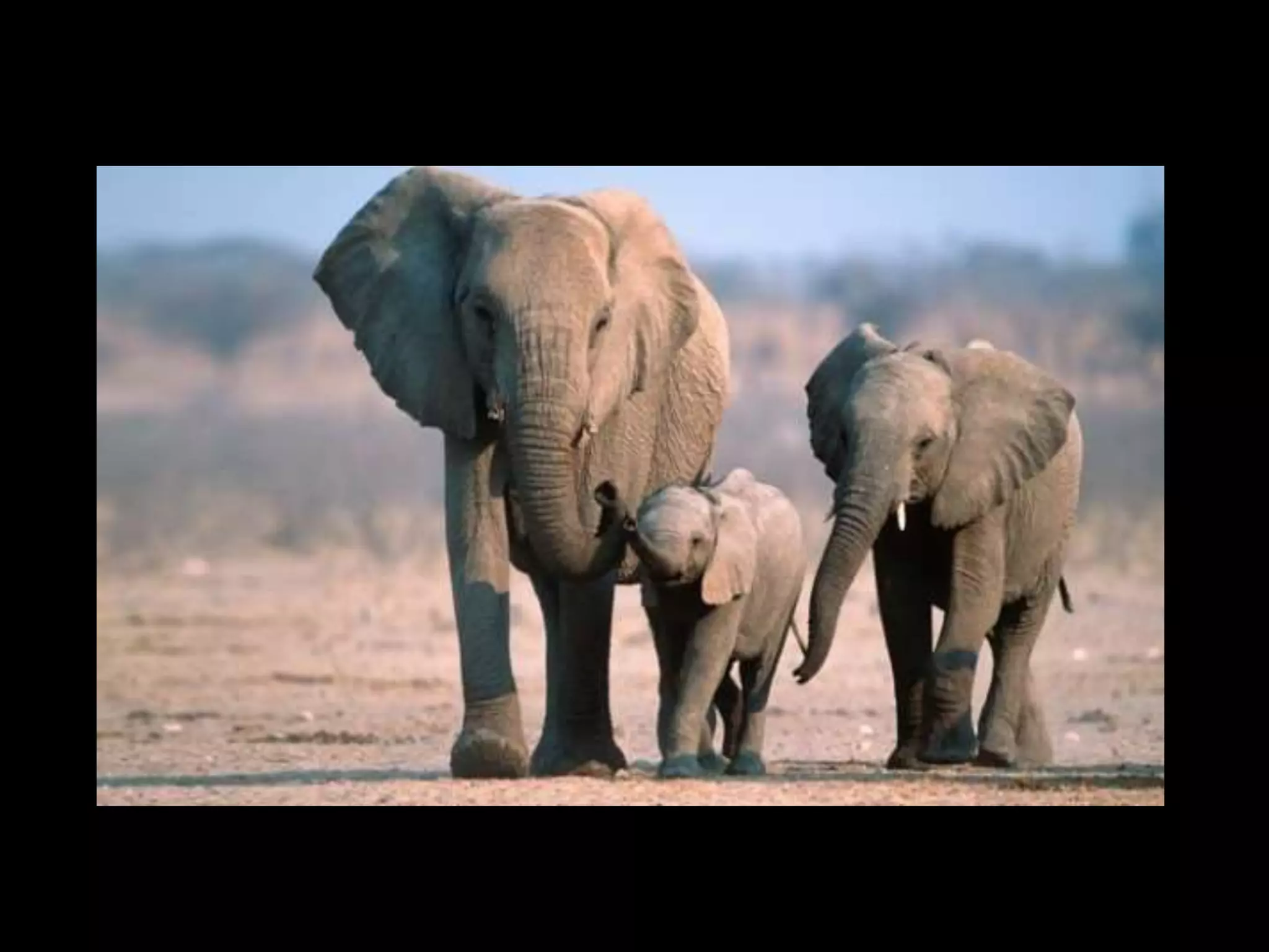 Endangered Animals | PPTX