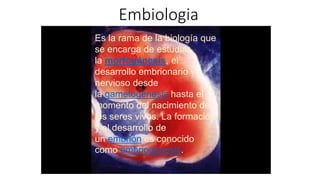 Embiologia
Es la rama de la biología que se encarga
de estudiar la morfogénesis, el desarrollo
embrionario y nervioso desde
la gametogénesis hasta el momento del
nacimiento de los seres vivos. La formación
y el desarrollo de un embrión es conocido
como embriogénesis.
Es la rama de la biología que
se encarga de estudiar
la morfogénesis, el
desarrollo embrionario y
nervioso desde
la gametogénesis hasta el
momento del nacimiento de
los seres vivos. La formación
y el desarrollo de
un embrión es conocido
como embriogénesis.
 